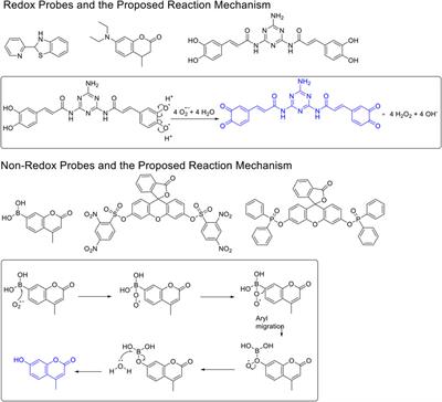 Insights Into the Detection Selectivity of Redox and Non-redox Based Probes for the Superoxide Anion Using Coumarin and Chromone as the Fluorophores